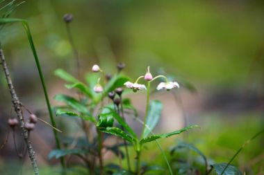 Tasarımınız için yeşil bitkiler