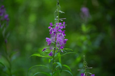 Tasarımınız için güzel çiçek
