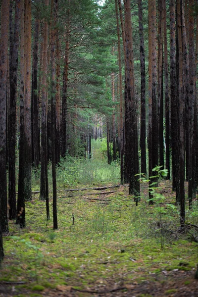 Stromy v lese, — Stock fotografie