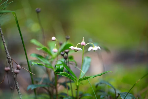 Green plants for your design — Stock Photo, Image