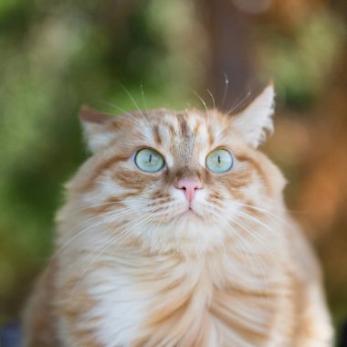 güzel kırmızı kedi