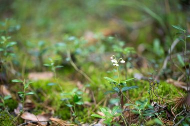 tasarımınız için çiçekler