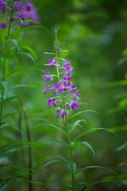 Tasarımınız için güzel çiçek