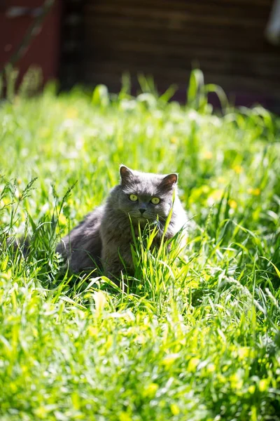 El gato en una hierba — Foto de Stock