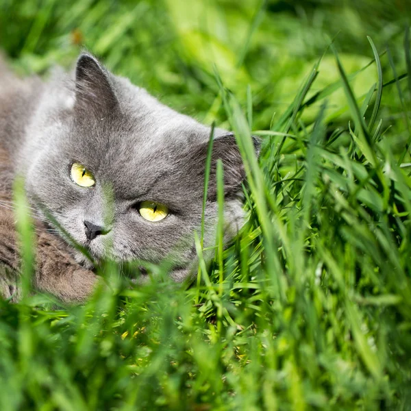 The cat on a grass — Stock Photo, Image