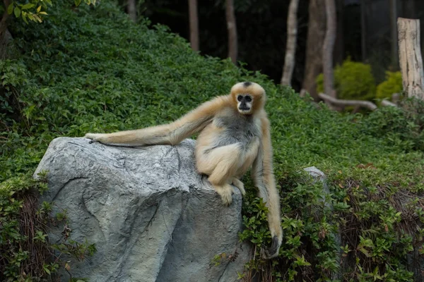 猴子爬上一块石头 — 图库照片