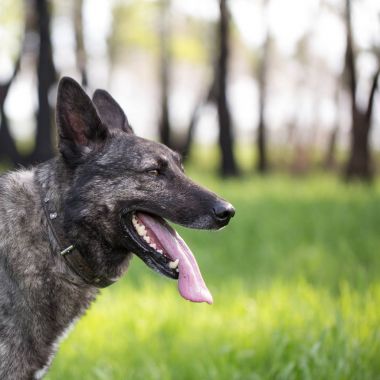 Çimlerin üzerindeki köpek