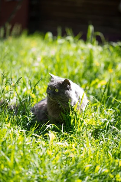 The cat on a grass — Stock Photo, Image