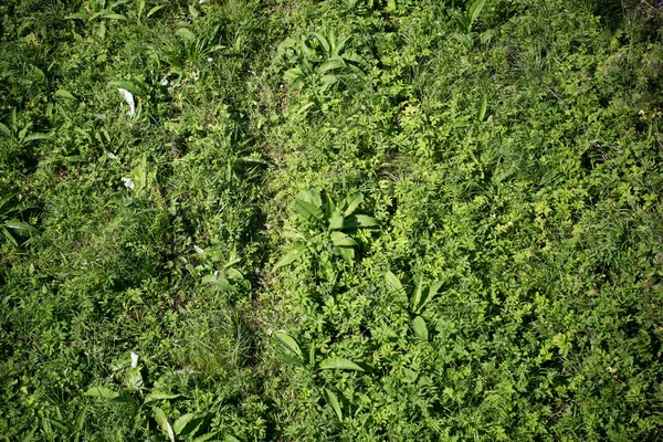 Зелена трава для вашого дизайну — стокове фото