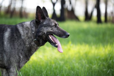 Yeşil çimlerin üzerinde bir köpek
