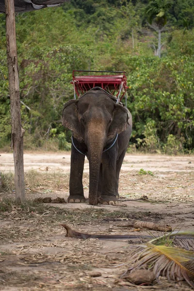 大きな美しい象 — ストック写真