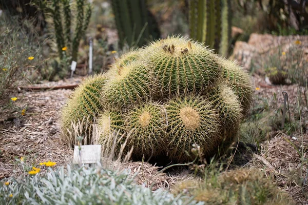 Riesiger stacheliger Kaktus — Stockfoto