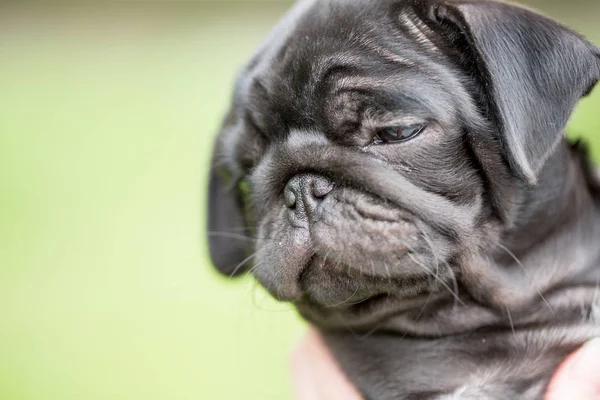 Kleiner schwarzer Mops Welpe — Stockfoto