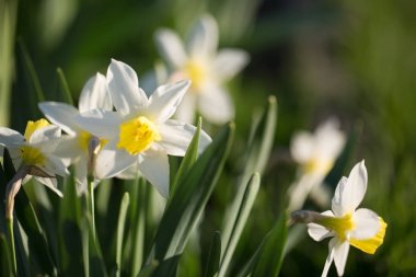 Tasarımınız için renkli çiçekler