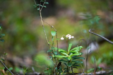 tasarımınız için çiçekler