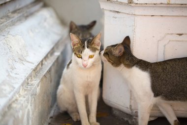 Kediler Bangkok sokaklarında