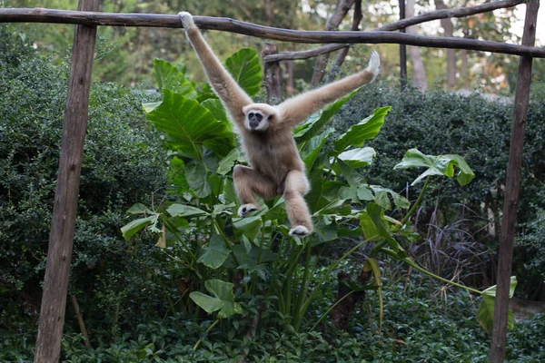 木にぶら下がっている小さな猿 — ストック写真