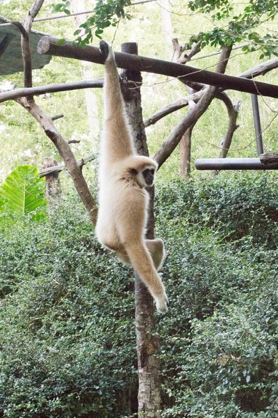 Singe Marron Avec De Longs Bras Photo stock - Image du détendez