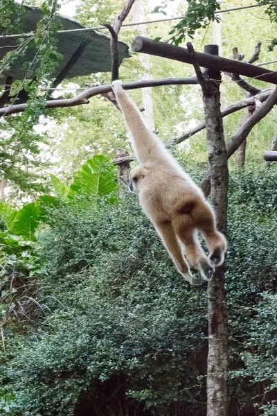 Lilla apan som hänger på trädet — Stockfoto