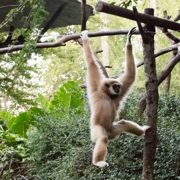 Scimmietta appesa all'albero — Foto Stock