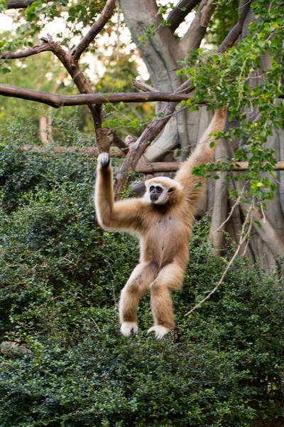 Kleine aap opknoping op de boom — Stockfoto