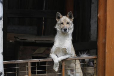 Güzel köpek arka ayakları üzerinde duruyor