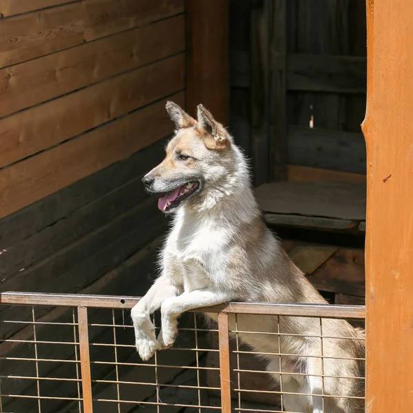 Hermoso perro se para en las patas traseras — Foto de Stock