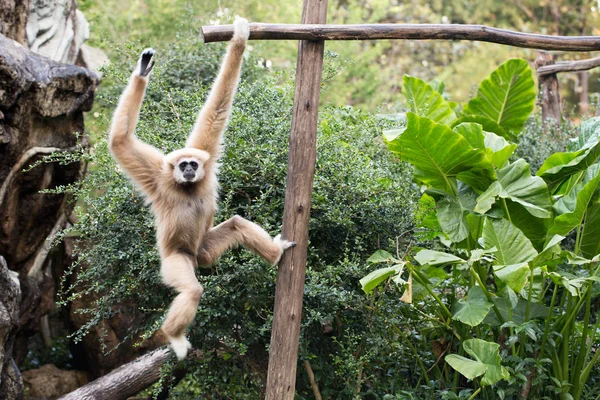 Kleine aap opknoping op de boom — Stockfoto