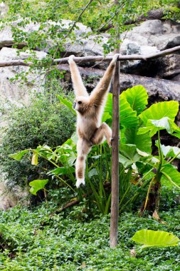 Küçük maymun ağaç üzerinde asılı