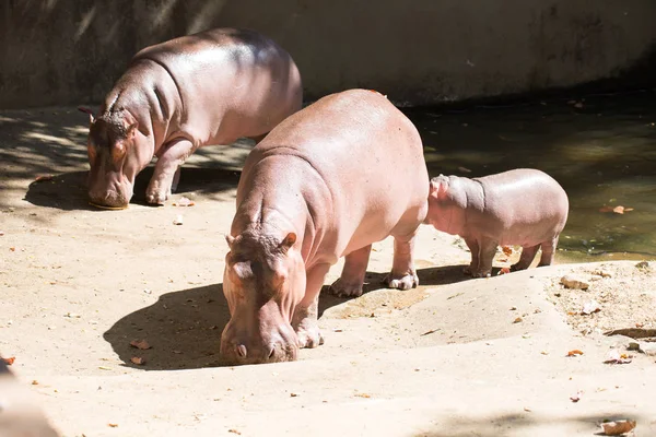 Rodzina hipopotamy na spacerze — Zdjęcie stockowe