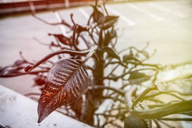 Siyah demir çiçek. Arka planda iki ton.