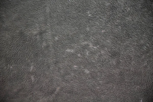 Fleecy Texture Light Gray Carpet Лицензионные Стоковые Изображения