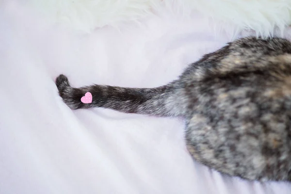 猫の尻尾がベッドと心臓に 家にいて子猫を愛しなさいふわふわの白い背景 動物の愛とケア — ストック写真