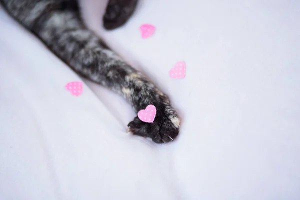 Zůstaň Doma Miluj Kočičku Kočičí Tlapa Srdcem Posteli Bílým Pozadím — Stock fotografie