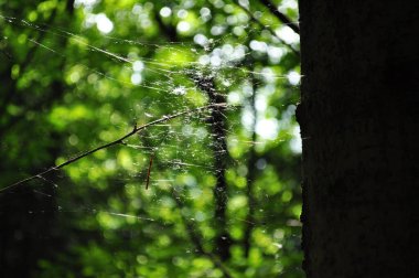 Ormandaki ağaçta örümcek ağı var. Yeşil arka plan ve doğa. Bahar geldi.. 