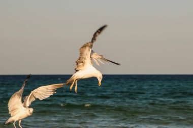 Kumsalda martılar kavga ediyor. Deniz kenarındaki martılar