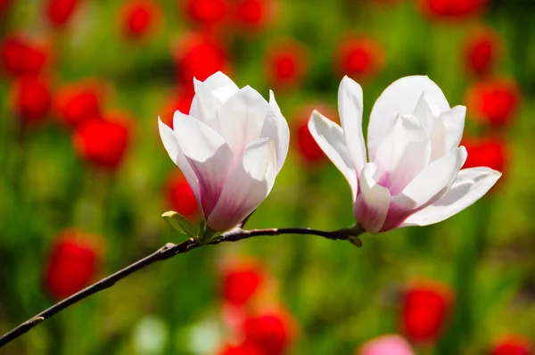 Wiosenne Kwiaty Magnolii Naturalne Abstrakcyjne Miękkie Tło Kwiatowe Piękna — Zdjęcie stockowe