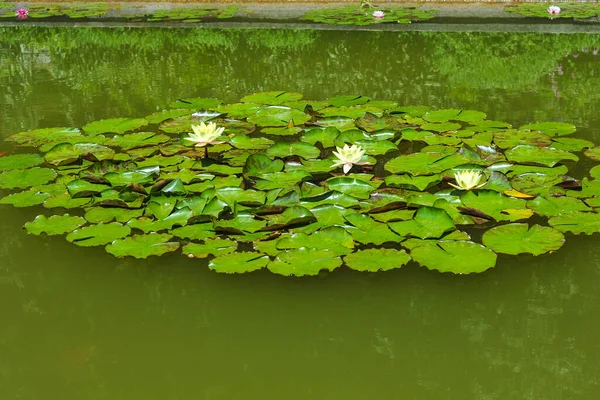 Pond Summer Scenery Beautiful Water Lilies — Stock Photo, Image