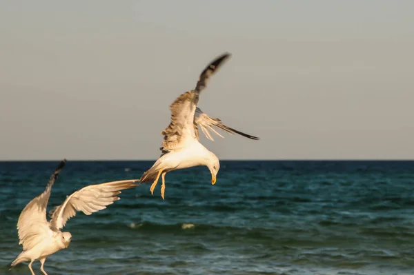 Gulls Fighting Beach Seagulls Sea — Stock Photo, Image