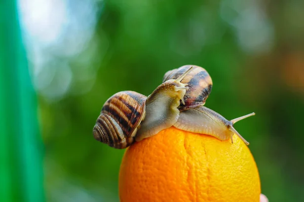 Stor Trädgård Snigel Orange Bakgrund — Stockfoto