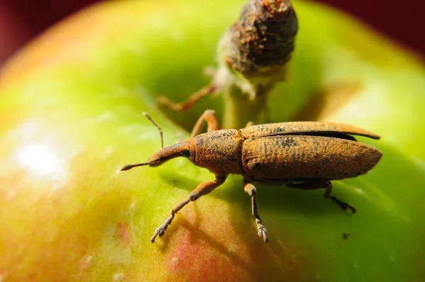 Den Onda Skalbaggen Sitter Ett Äpple Närbild — Stockfoto