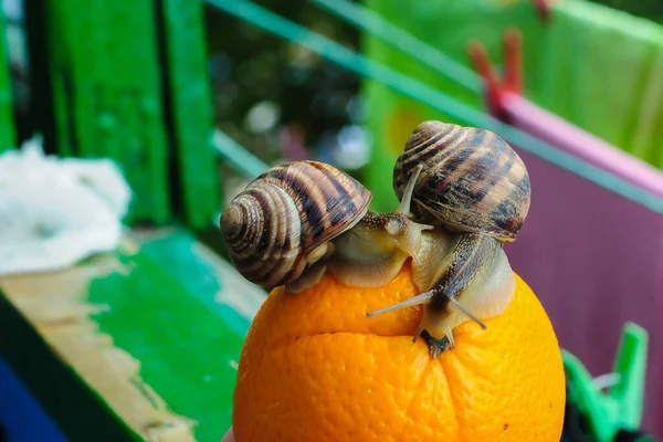 Große Gartenschnecke Auf Einem Blatt Hintergrund — Stockfoto