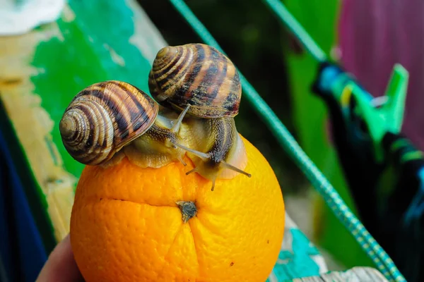 叶背上的大花园蜗牛 — 图库照片