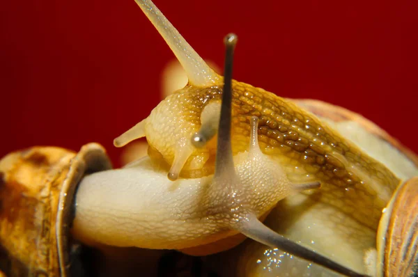 Caracol Jardín Grande Sobre Fondo Naranja — Foto de Stock