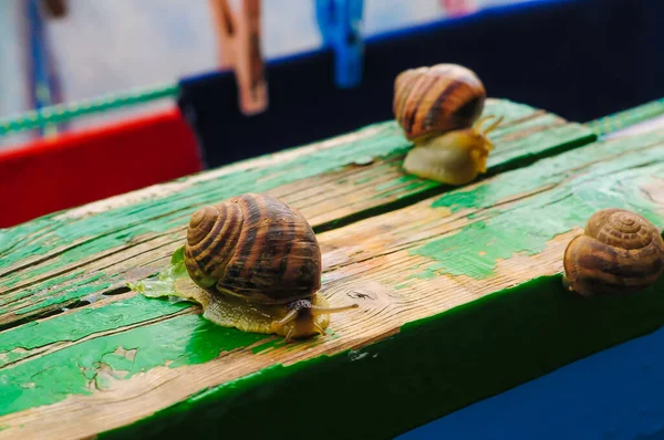 老木板背景上的大花园蜗牛 — 图库照片