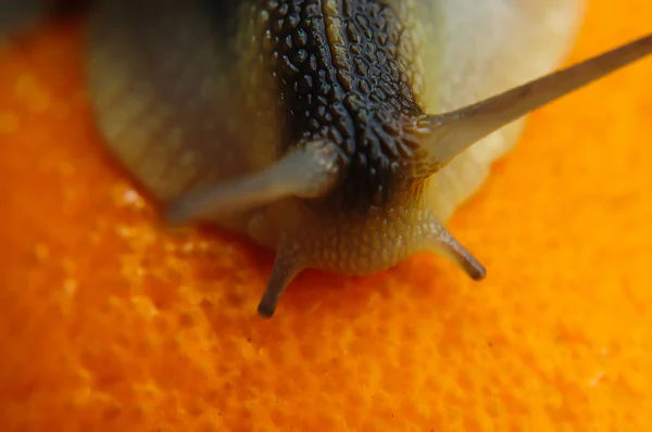 橙色背景上的大花园蜗牛 — 图库照片