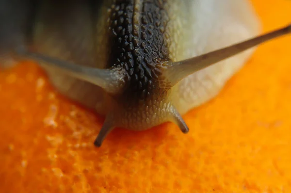 Caracol Grande Jardim Fundo Laranja — Fotografia de Stock