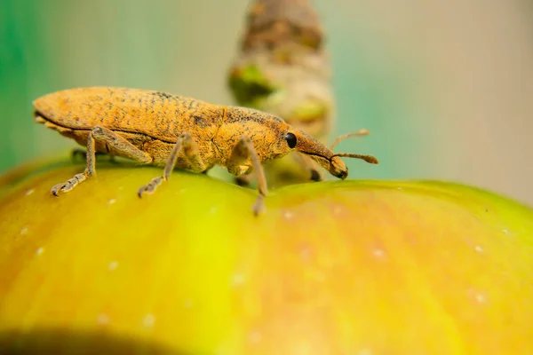 Den Onda Skalbaggen Sitter Ett Äpple Närbild — Stockfoto