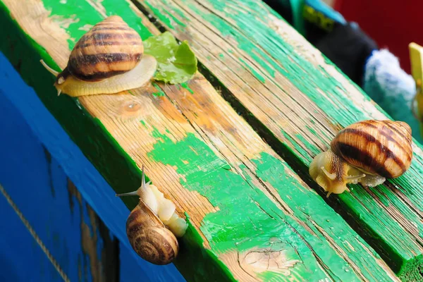 널빤지 커다란 달팽이 — 스톡 사진