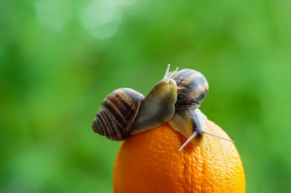 Caracol Jardim Grande Fundo Folha — Fotografia de Stock